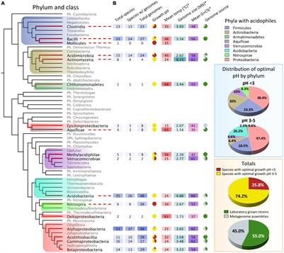 A Large-Scale Genome-Based Survey of Acidophilic Bacteria Suggests That Genome Streamlining Is an Adaption for Life at Low pH